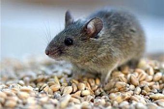 Сибирские учёные скрестят ген мышей с растениями