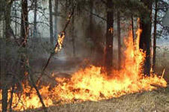 14 возгораний  произошло за сутки в алтайских лесах