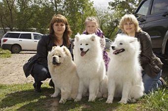 В Бийске впервые прошла Всероссийская выставка собак всех пород 