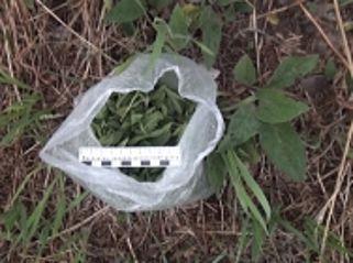 Житель Камня-на-Оби выбросил пакет травы из машины, увидев полицейского