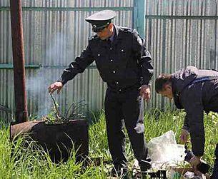 В Барнауле сожгли 60 саженцев роз без документов