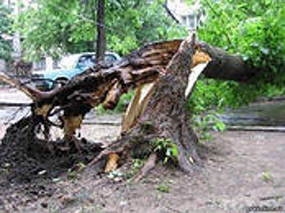 В Сибири поваленное ураганом дерево убило маленьких двойняшек