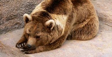 Медведь в Красноярском крае напал на супружескую пару из Владивостока