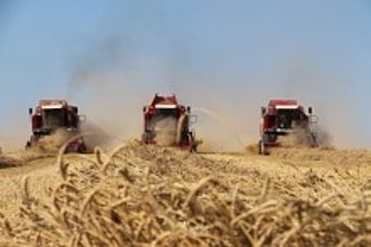 Аграрии Рубцовского района закончили уборку зерновых и зернобобовых культур