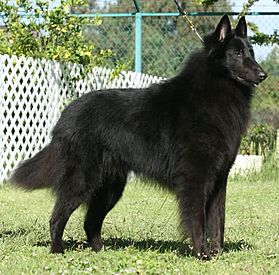 Большая лохматая черная собака сидит у барнаульского «Дома обуви» и никого к себе не подпускает