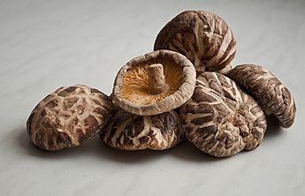 Ученые Бийска будут производить азиатские грибы шиитаке
