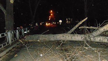 Поваленные деревья, заборы, гаражи - ураганный ветер прошелся по Барнаулу