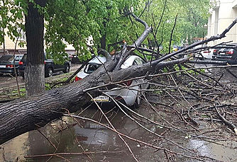 90 машин разбито, 600 деревьев упало: МЧС подсчитало итоги урагана в Москве