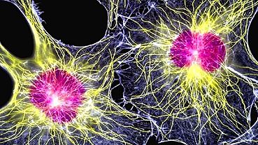 Российские ученые открыли уникальное свойство стволовых клеток