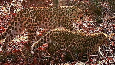 Пострадавшая от браконьеров самка леопарда родила котенка в Приморье