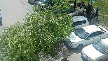 Тополь упал на припаркованные машины в Барнауле