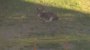 Мертвого лося нашли во дворе жилого дома в Бийске