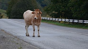 Автобус едва не слетел с трассы в Новосибирской области из-за коровы