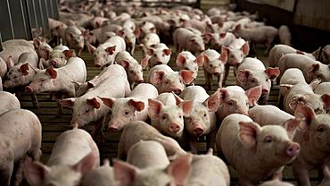 Главе района на Алтае придется отвечать за нарушения на свиноферме
