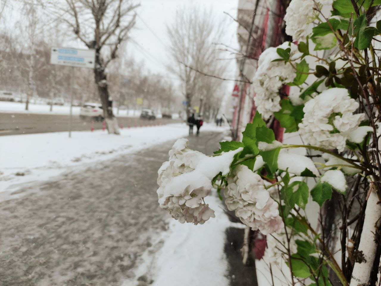 Снегопад неожиданно накрыл Барнаул. Фотографии побелевшего в апреле города