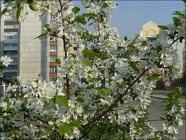 Фото барнаул весной