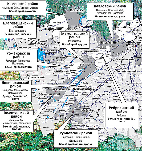 Грибная карта краснодарского края