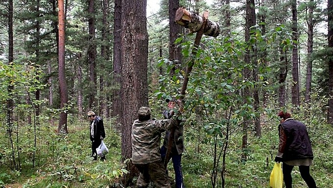 Сборщики шишек в тайге / Фото: C00