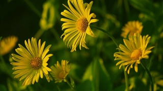 Прекрасные летние цветы / Фото: pixabay.com