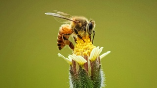 Пчела / Фото: unsplash.com/Ankith Choudhary
