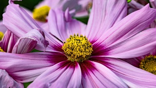 Прекрасный летний цветок / Фото: pixabay.com