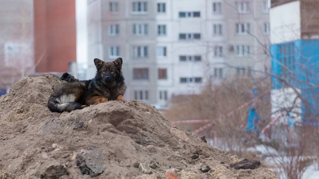 Соцсети: в Барнауле кто-то пытается накормить бездомных собак и кошек едой  с гвоздями