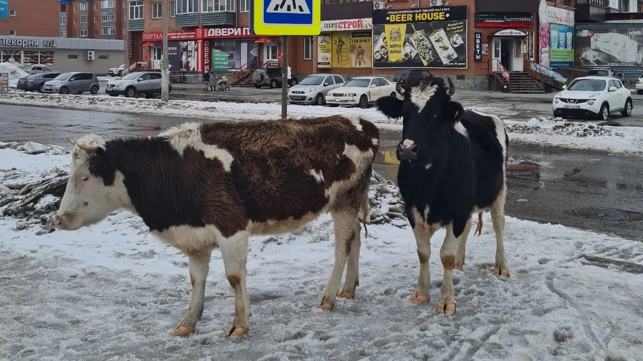 Шоколадная корова