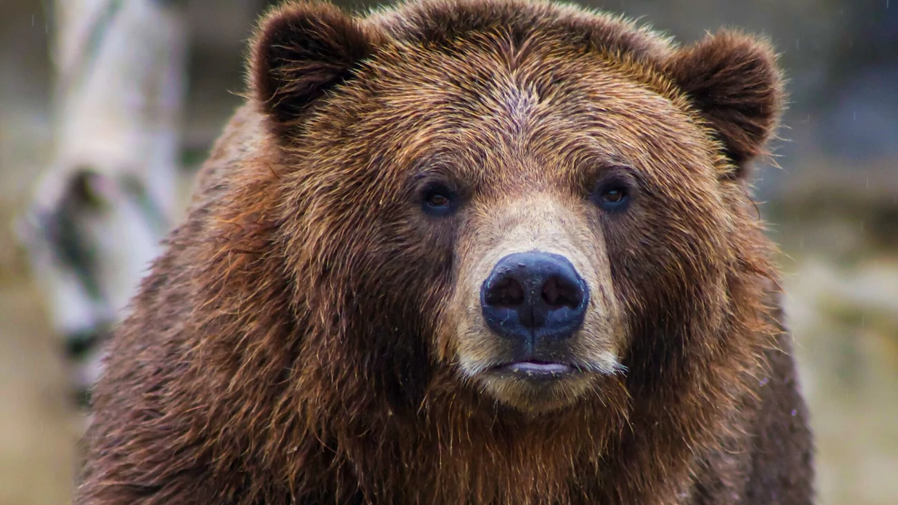 На Алтае раньше времени проснулся первый медведь