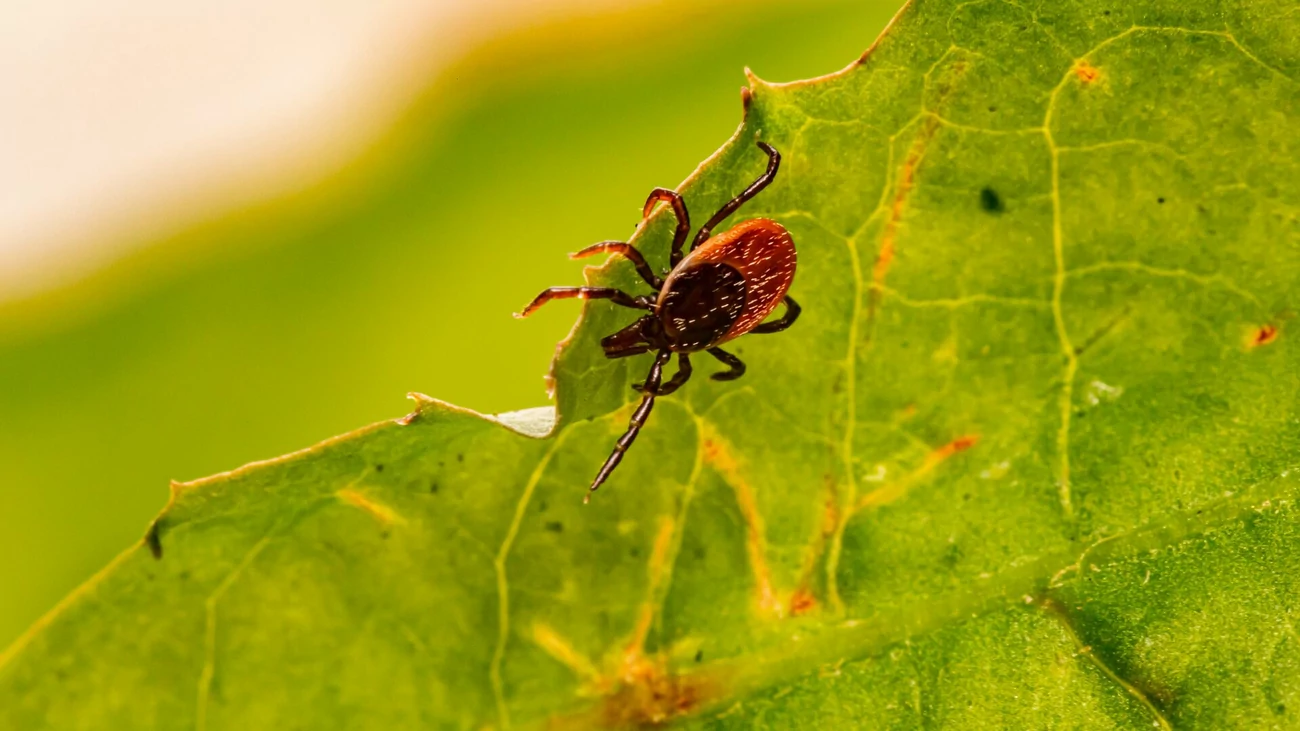 Черноногий клещ (Ixodes scapularis)