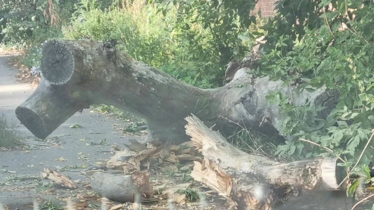 Дерево рухнуло на проезжую часть во дворе барнаульского дома