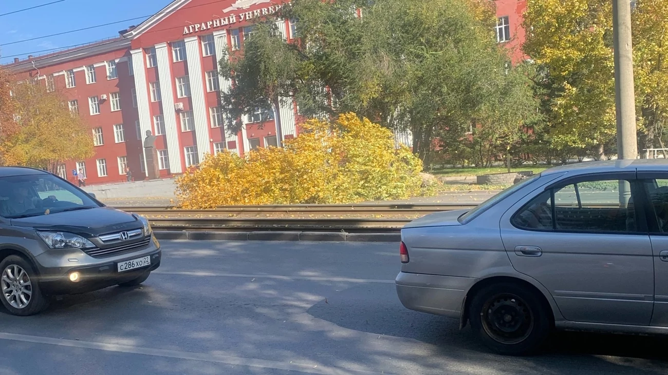 Упавшее дерево перегородило дорогу в центре Барнаула