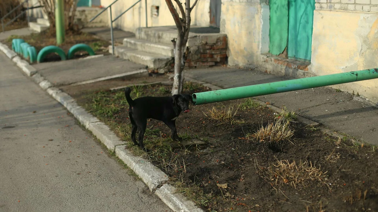 Барнаульские власти снова попытаются найти подрядчика на отлов бездомных  животных