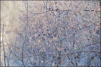 27.12.2016 Барнаул © Амител Вячеслав Мельников   Белый иней: природа украшает Барнаул к Новому году