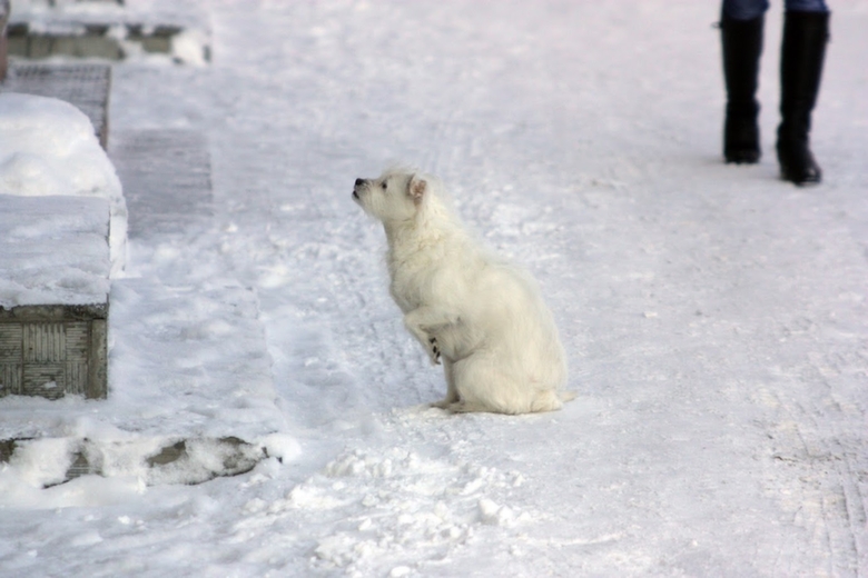 Собака ждет / иллюстративное фото из архива amic.ru