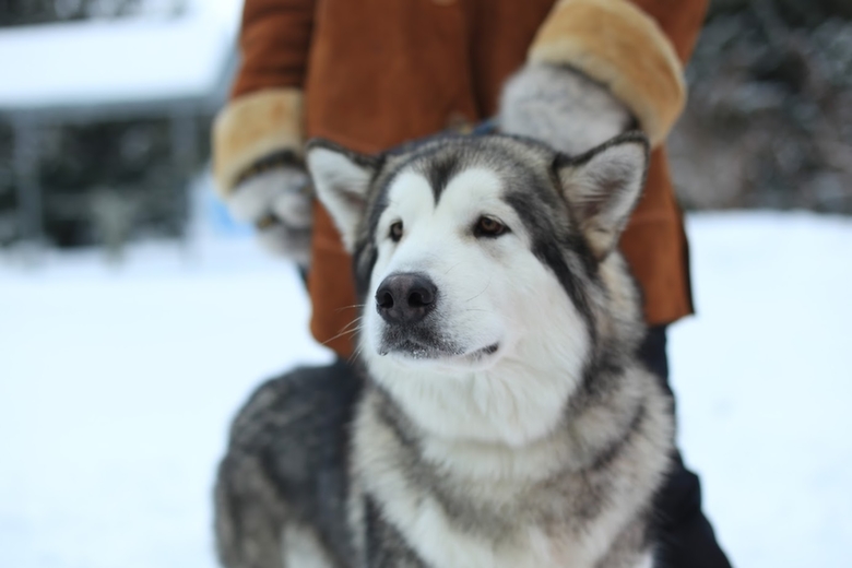Собака с хозяином / иллюстративное фото из архива amic.ru