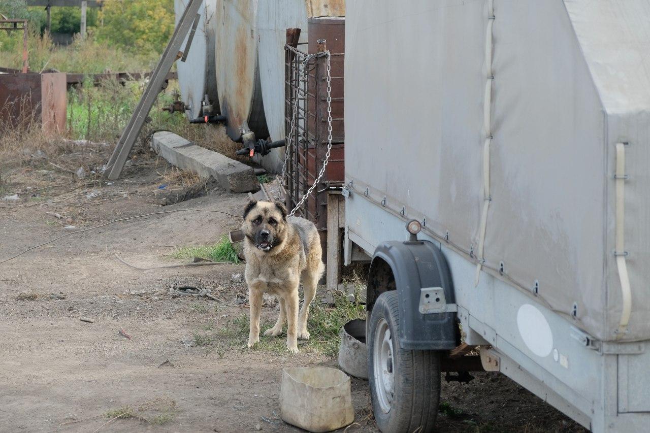 Пес Захар - единственный свидетель преступления / Фото: amic.ru