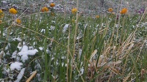 Снег на Алтае 2 июня 2022 года. Фото: vk.com/uyut_altaya