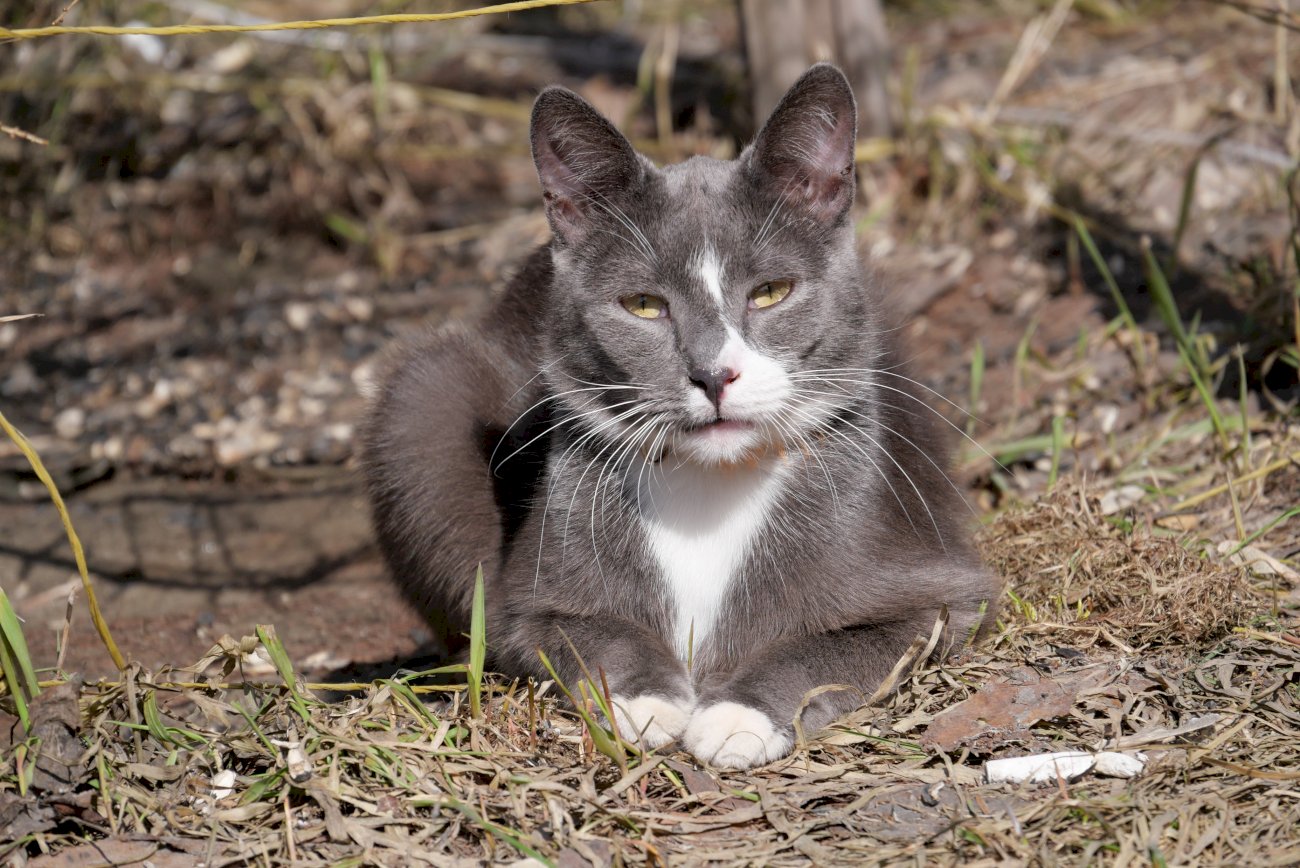 Червшский кот Барнаул. Кот Барнаул.